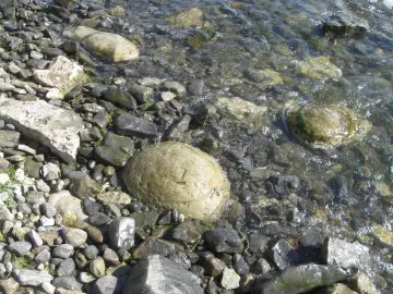 Караваи